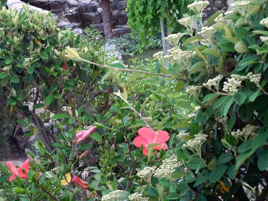 Apartment Mediterranean Garden Риека Экстерьер фото